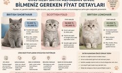Cins Kedi Satın Almadan Önce Bilmeniz Gereken Fiyat Detayları