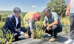 Pazaryeri Kaymakamı Kara, Yaban Mersini Hasadını Yerinde İnceledi