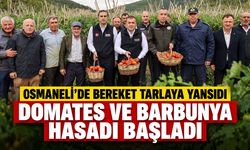 Osmaneli’de Bereket Tarlaya Yansıdı: Domates ve Barbunya Hasadı Başladı