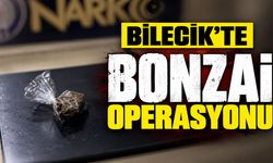 Bilecik'te bonzai operasyonu