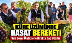 Küre Üzümünde Hasat Bereketi