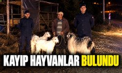 Bilecik'te Kayıp hayvanları jandarma buldu