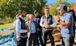 Gölpazarı’nda Ceviz Hasadı