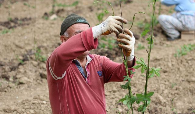 Şerbetçiotu tarlalarında hummalı çalışma sürüyor