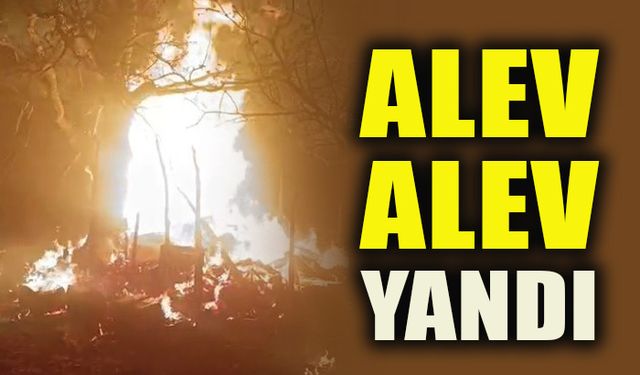 ALEV ALEV YANDI
