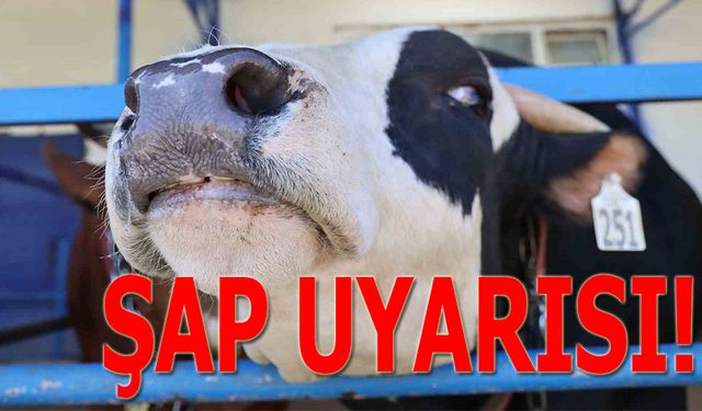 TARIM MÜDÜRLÜĞÜNDEN ŞAP UYARISI: BU ÖNLEMLERE DİKKAT!