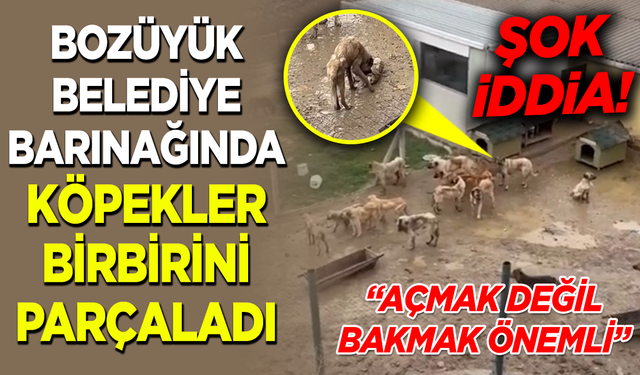 BOZÜYÜK BELEDİYE BARINAĞINDA KÖPEKLER BİRBİRİNİ PARÇALADI!
