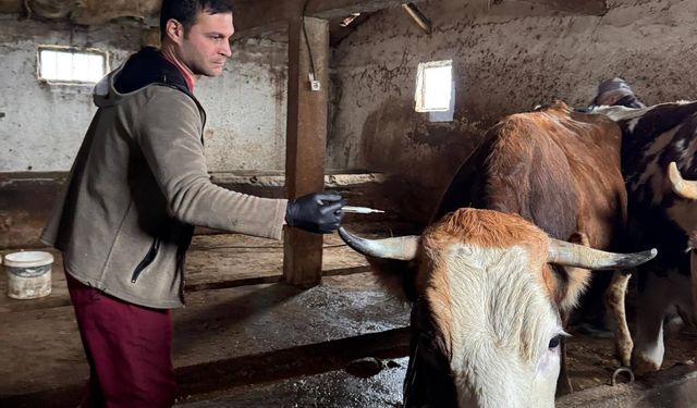 İlkbahar Şap Aşılama Çalışmaları Gölpazarı’nda Devam Ediyor