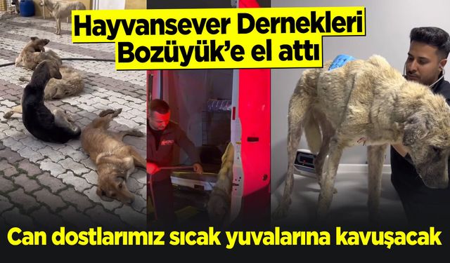 Hayvansever Dernekleri Bozüyük'e el attı
