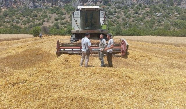 Gölpazarı’nda Hububat Hasadı Sürüyor, Denetimler Aralıksız Devam Ediyor