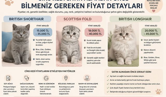 Cins Kedi Satın Almadan Önce Bilmeniz Gereken Fiyat Detayları