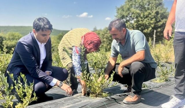 Pazaryeri Kaymakamı Kara, Yaban Mersini Hasadını Yerinde İnceledi