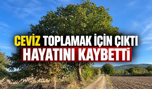 Bilecik'te Ceviz toplamak için çıktı, hayatını kaybetti