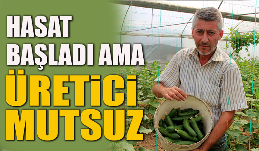 HASAT BAŞLADI AMA ÜRETİCİ MUTSUZ