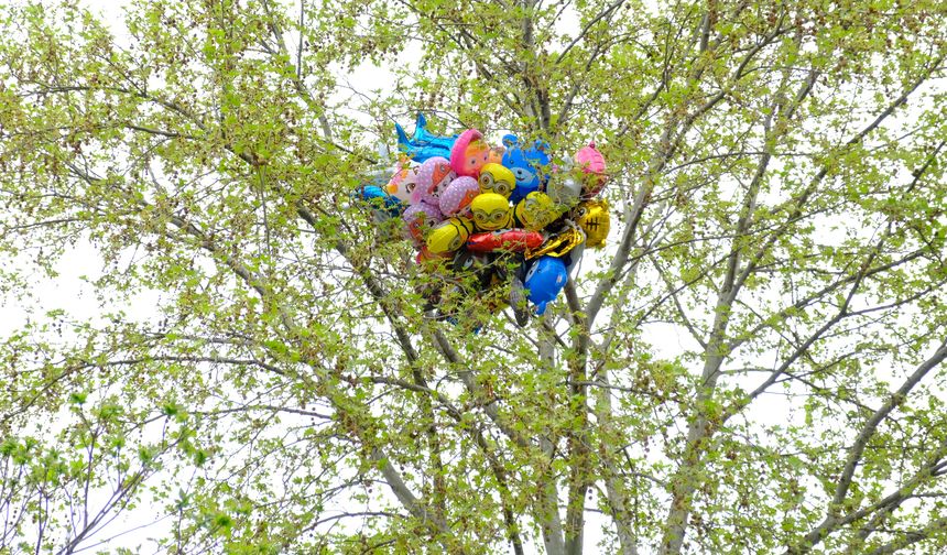 Satıcının elinden kaçırdığı uçan balonlar ağaca takılı kaldı
