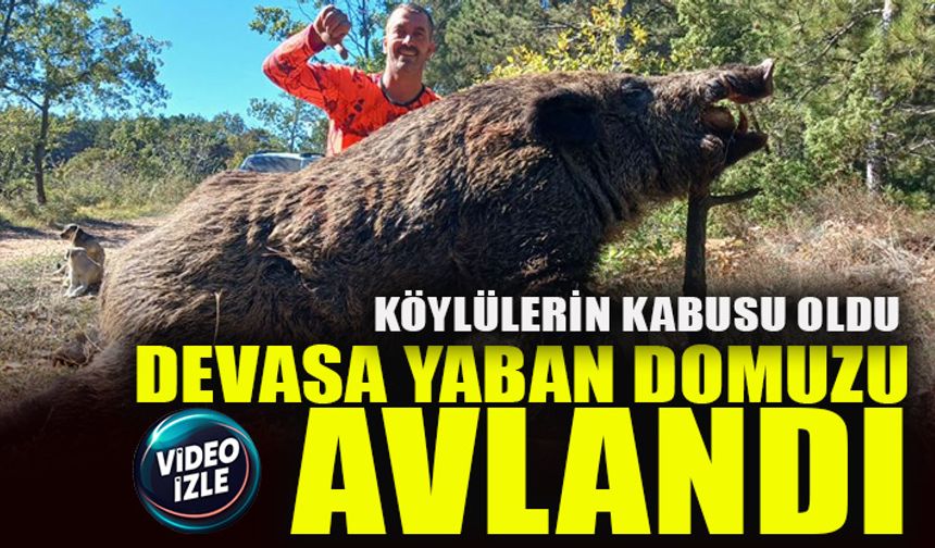 KÖYLÜLERİN KABUSU OLDU  DEVASA YABAN DOMUZU AVLANDI