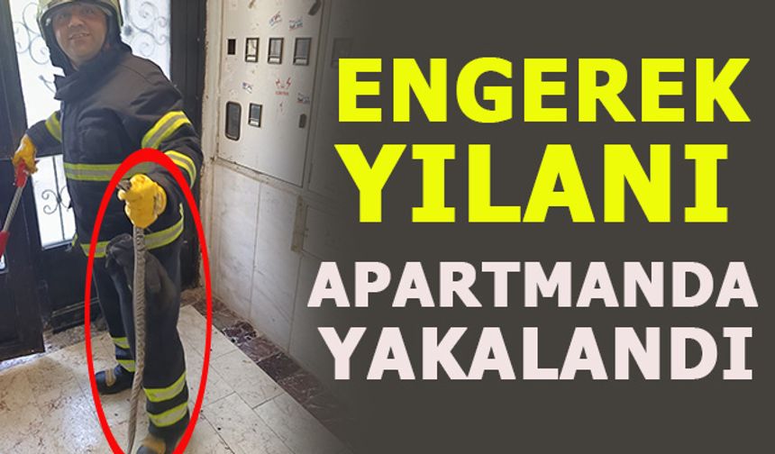 ENGEREK YILANI APARTMANDA YAKALANDI