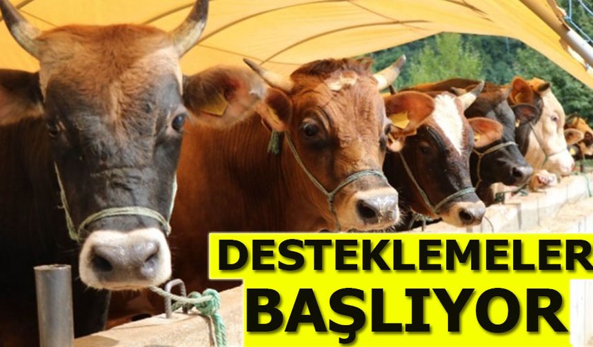 2025 Yılı 1. Dönem Hayvancılık Desteklemeleri Başlıyor