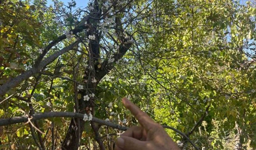 Erik ağacı ağustosun sonunda çiçek açtı