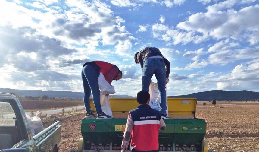 Çavdarhisar’da buğday ve tritikale tohumlarının ekimi yapıldı