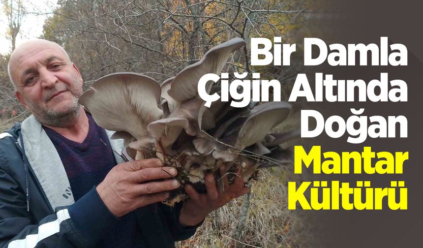 Bir Damla Çiğin Altında Doğan Mantar Kültürü