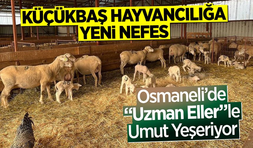 Osmaneli’de “Uzman Eller”le Umut Yeşeriyor