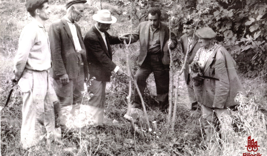 Bilecik’te Zeytin Fidanlarıyla Başlayan Hikâye
