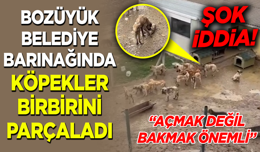 BOZÜYÜK BELEDİYE BARINAĞINDA KÖPEKLER BİRBİRİNİ PARÇALADI!