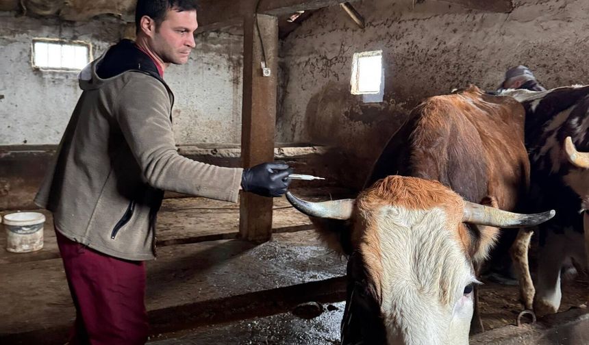 İlkbahar Şap Aşılama Çalışmaları Gölpazarı’nda Devam Ediyor