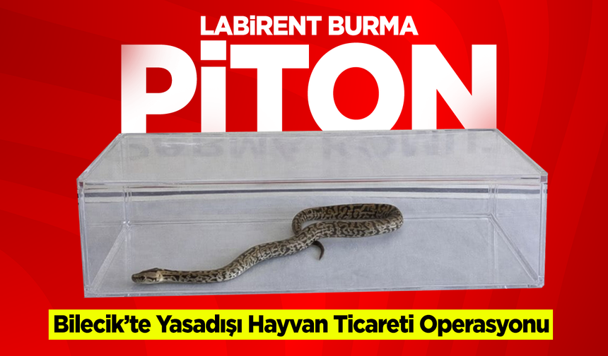 Bilecik’te Yasadışı Hayvan Ticareti Operasyonu