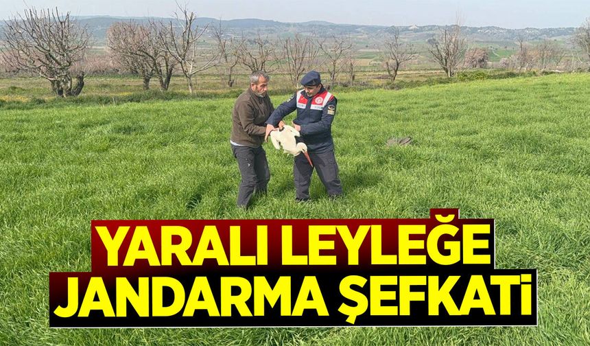 Yaralı Leyleğe Jandarma Şefkati