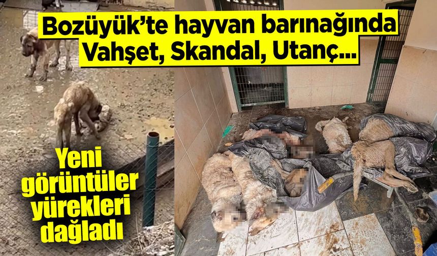 Bozüyük'te hayvan barınağında vahşet, skandal, utanç...