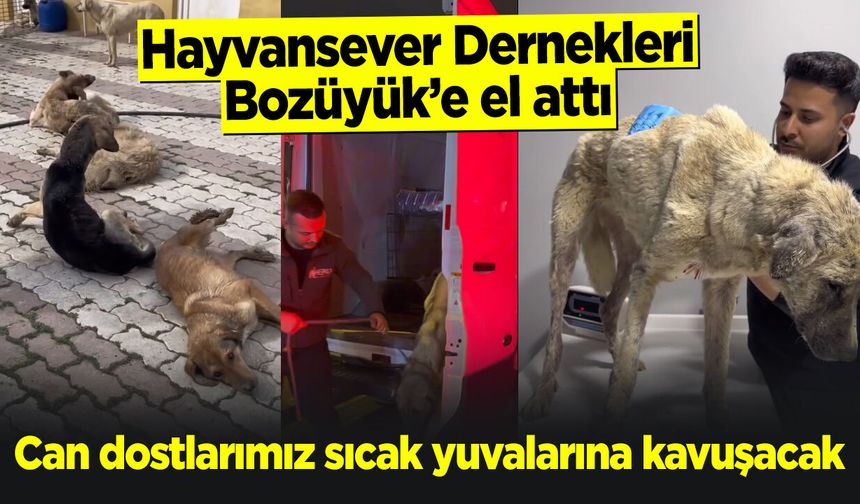 Hayvansever Dernekleri Bozüyük'e el attı