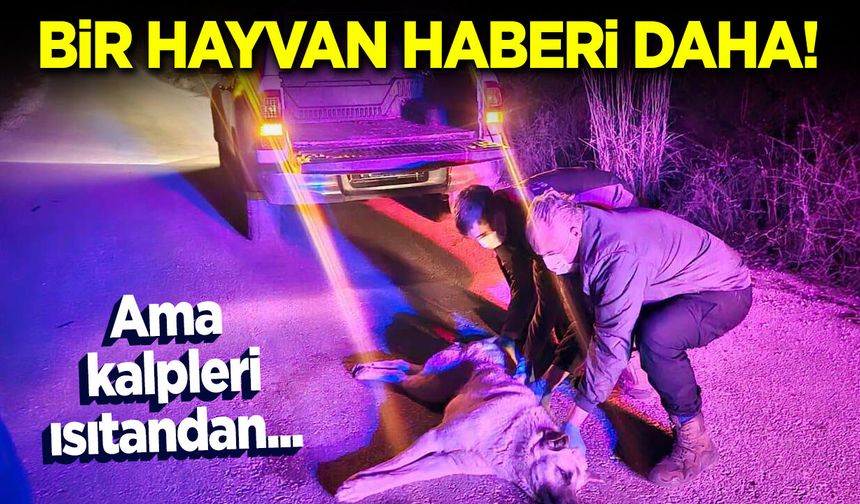 Bir hayvan haberi daha ama kalpleri ısıtandan!