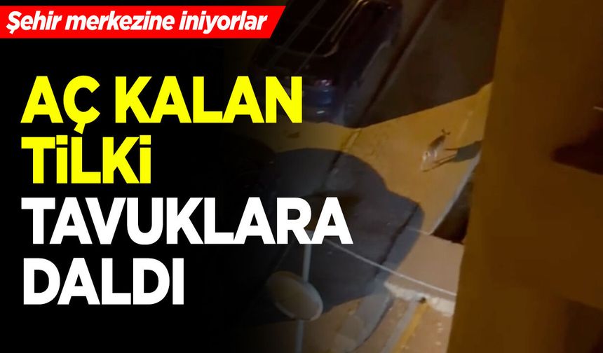 Bilecik'te aç kalan tilki tavuklara daldı