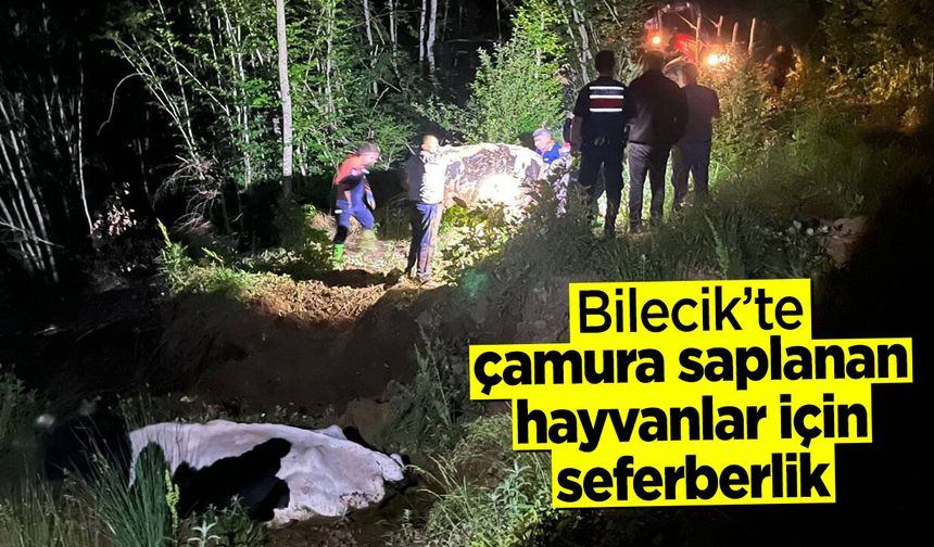 Bilecik'te çamura saplanan hayvanlar için seferberlik