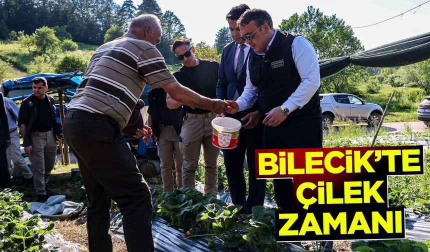 Vali Sözer Hasada İndi: Bilecik'te çilek zamanı