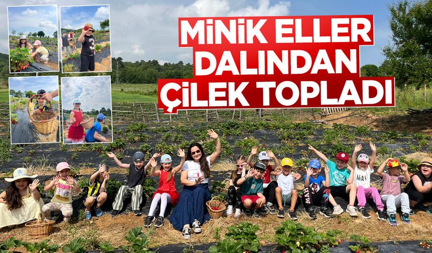 Minik Eller Dalından Çilek Topladı