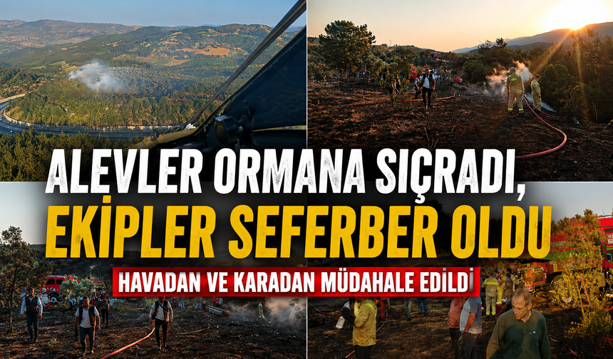 Bilecik'te ki orman yangını kontrol altına alındı