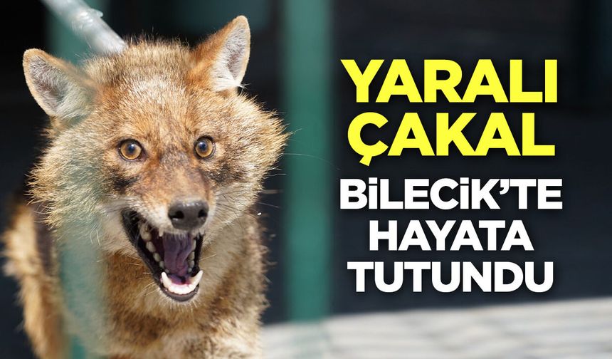 Yaralı Çakal Bilecik'te Hayata Tutundu