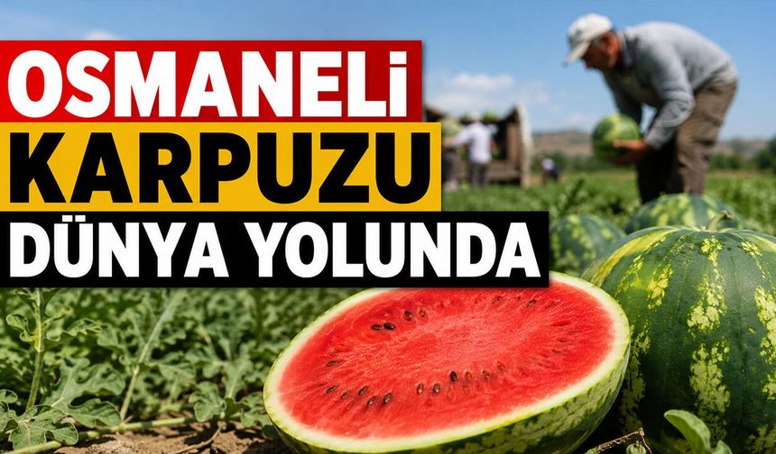 Osmaneli Karpuzu Dünya Yolunda