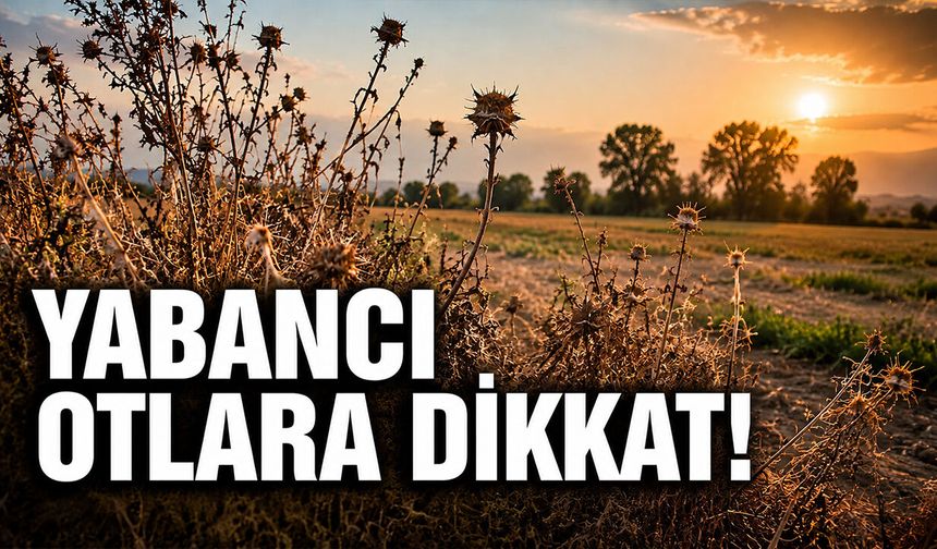 Yabancı Otlara Dikkat
