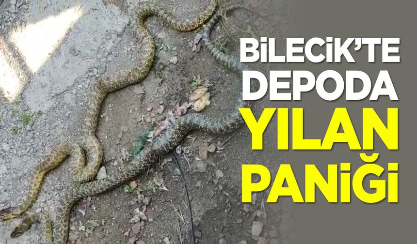 Bilecik'te Depoda Yılan Paniği