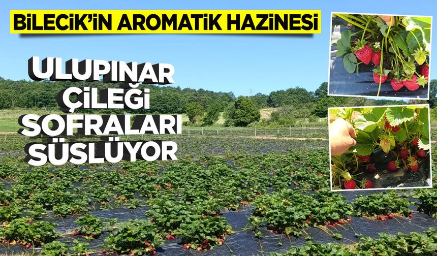 Bilecik’in Aromatik Hazinesi: Ulupınar Çileği Sofraları Süslüyor