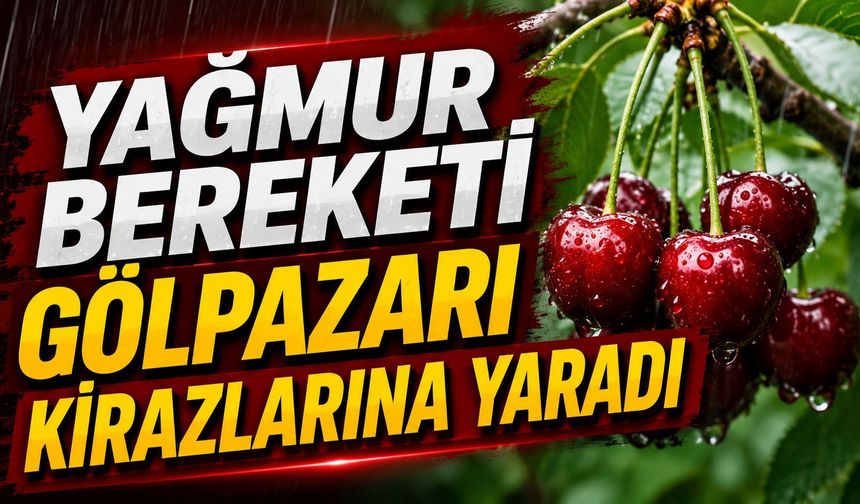 Yağmur Bereketi Gölpazarı Kirazlarına Yaradı