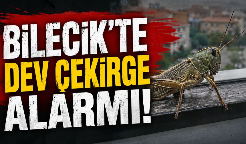 Bilecik'te Dev Çekirge Alarmı!