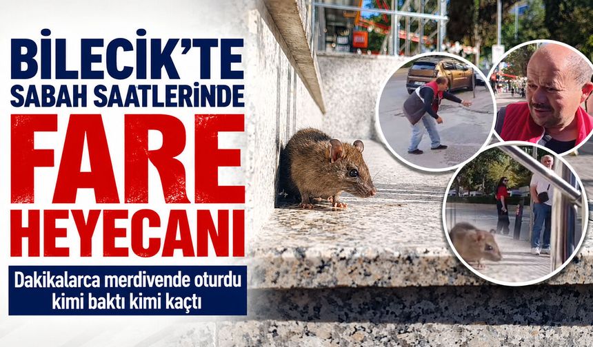 Bilecik'te sabah saatlerinde ''fare'' heyecanı