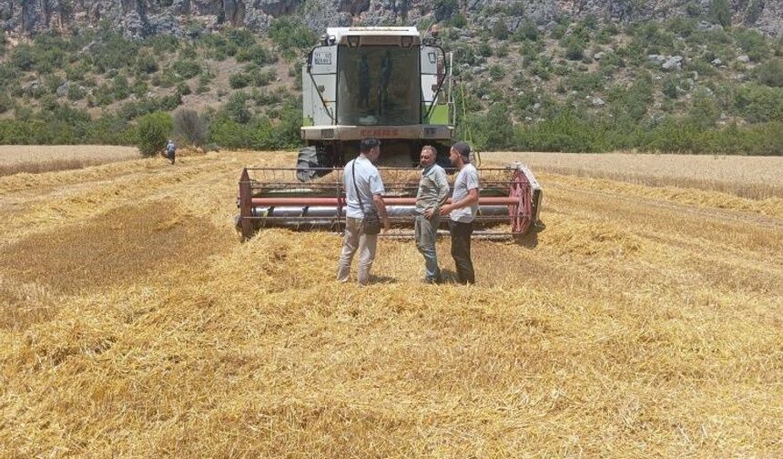Gölpazarı’nda Hububat Hasadı Sürüyor, Denetimler Aralıksız Devam Ediyor