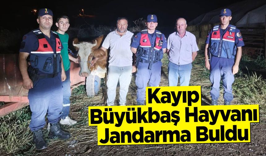 Kayıp Büyükbaş Hayvanı Jandarma Buldu!