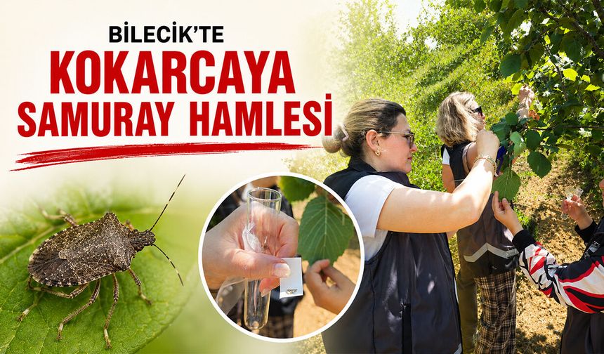 Bilecik'te Kokarcaya Samuray Hamlesi!